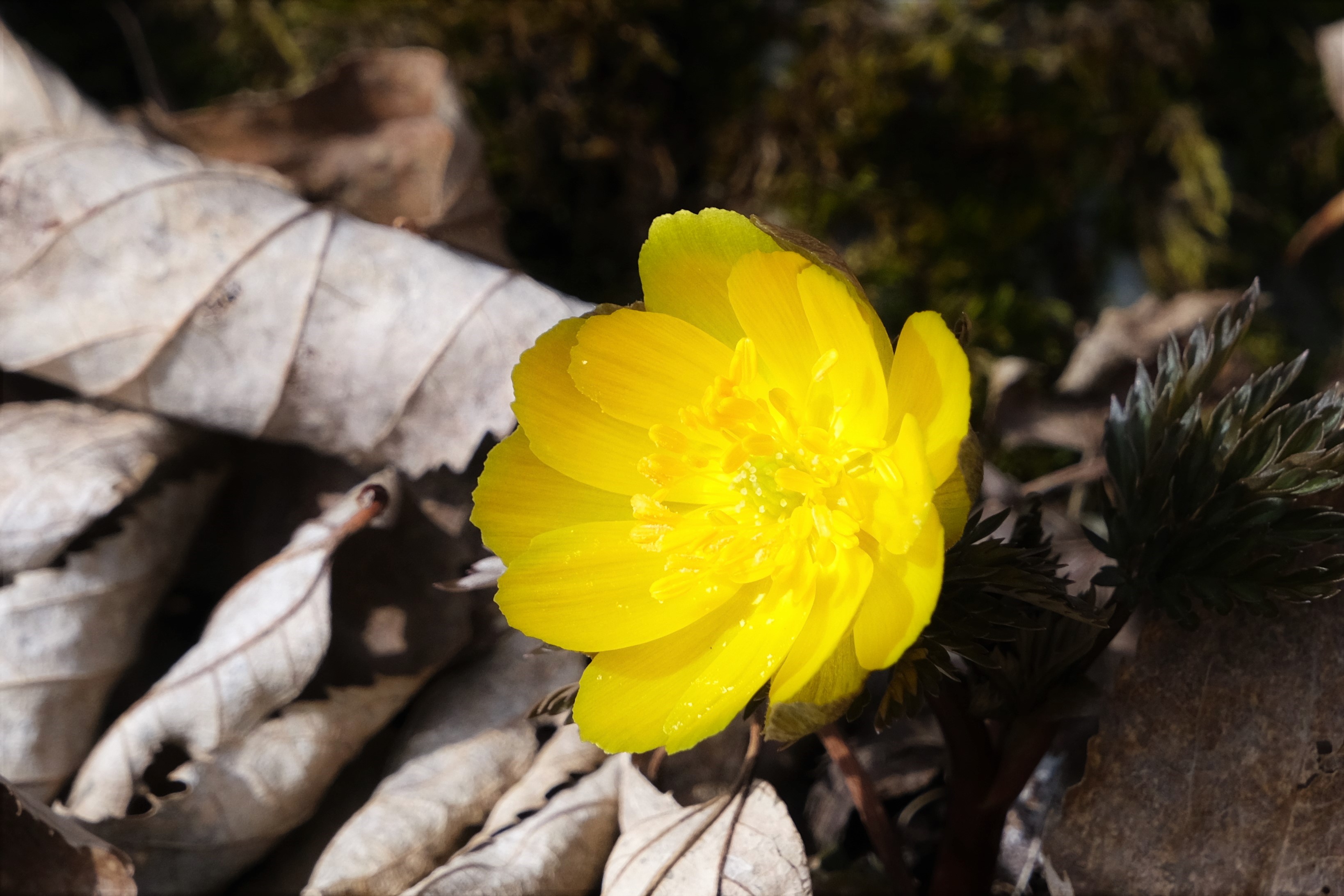 白崩平の福寿草 ぼちぼちさんの岩宇土山 白鳥山 銚子笠の活動日記 Yamap ヤマップ