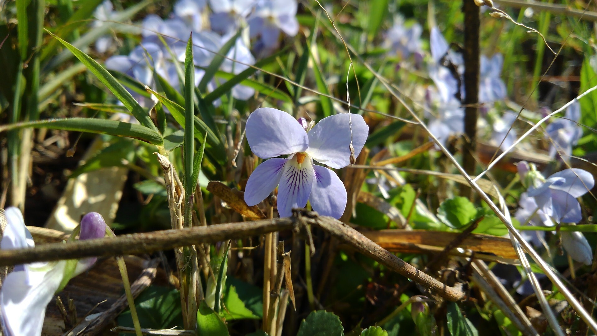 西尾茶臼山 淡墨桜２ ふくちゃんさんの茶臼山 万灯山の活動日記 Yamap ヤマップ