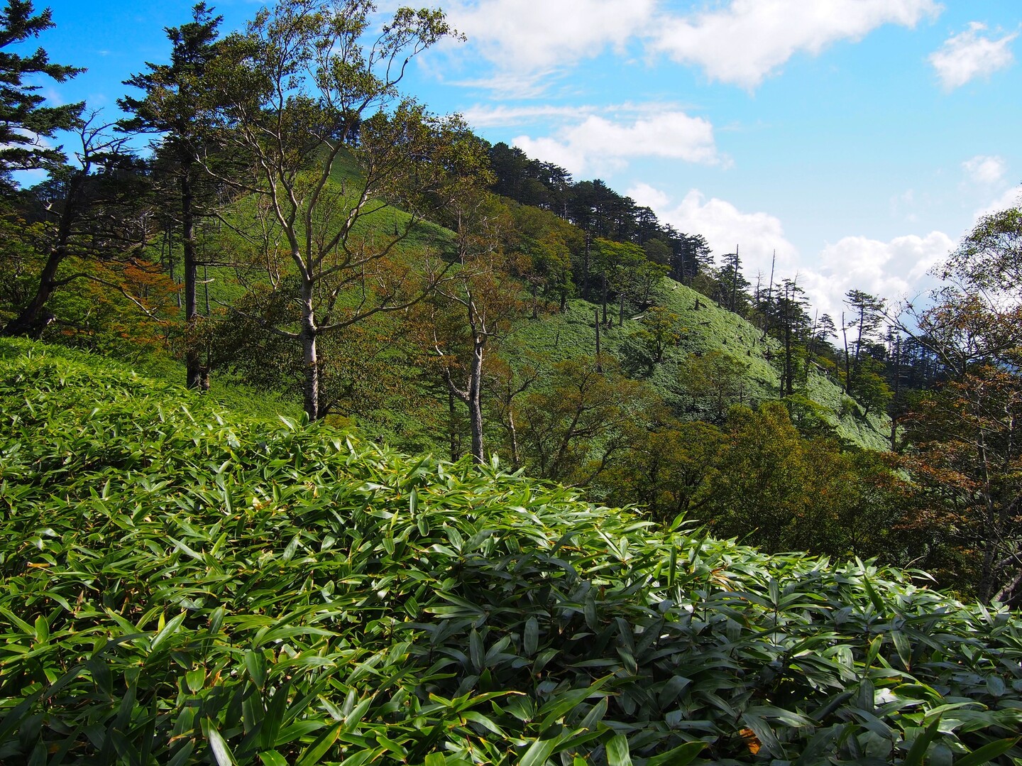 日帰り房小山 南アルプス深南部です Monstaminiさんの黒法師岳 前黒法師岳 不動岳の活動日記 Yamap ヤマップ