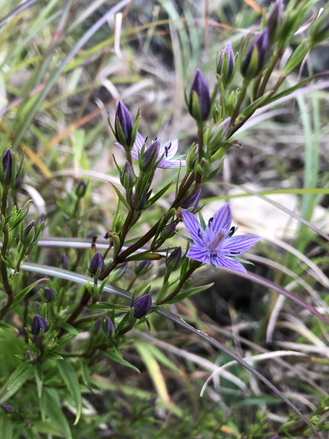 秋は紫の花がよく似合う ミクさんの天山の活動データ Yamap ヤマップ
