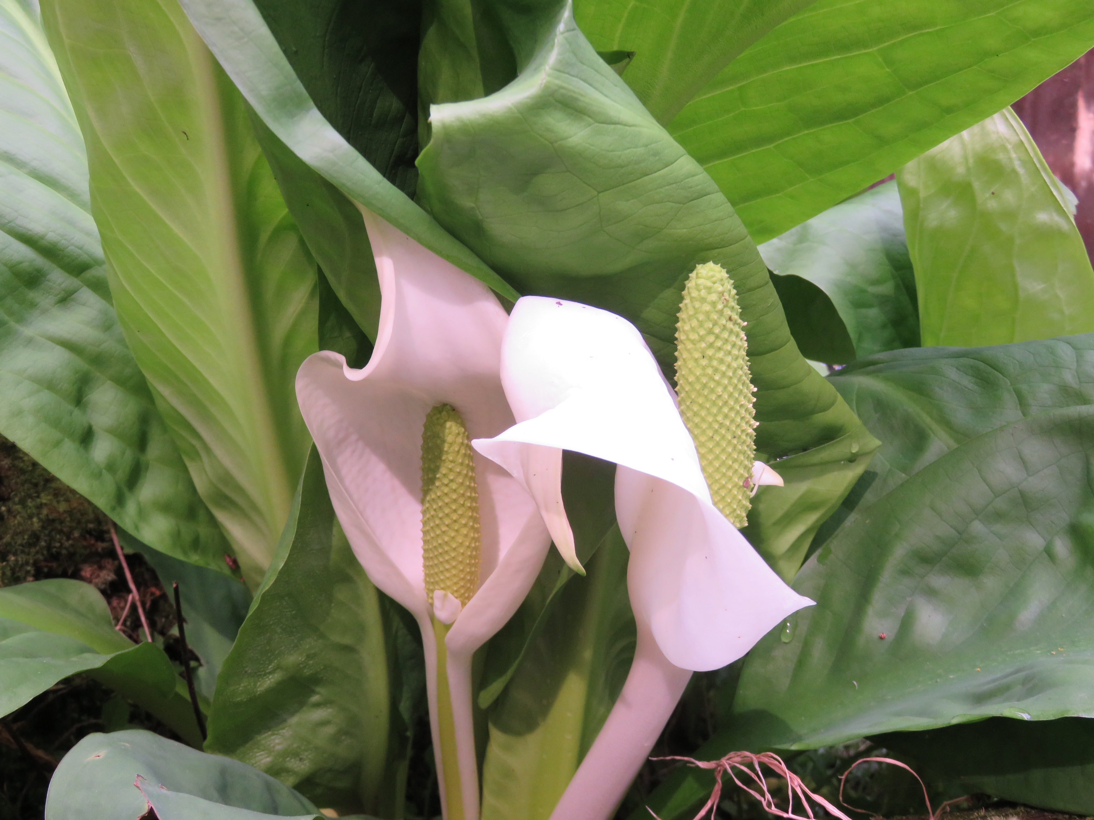 水芭蕉 高山 市民の森 とんちゃんさんの突先山 高山 牛ヶ峰 大棚山の活動データ Yamap ヤマップ