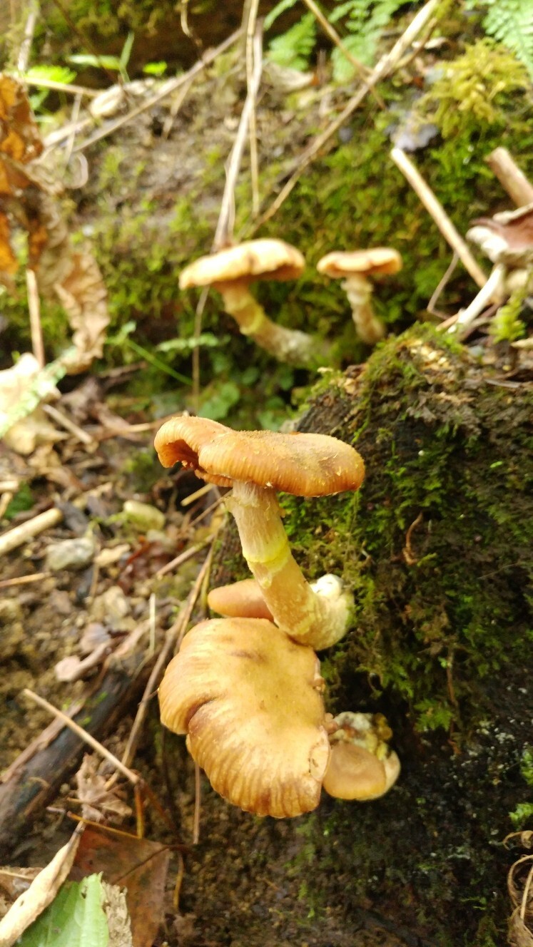 番外編で す キノコ取り 山道具のカスタマイズ Hiroさんの越後駒ヶ岳 八海山 荒沢岳の活動日記 Yamap ヤマップ