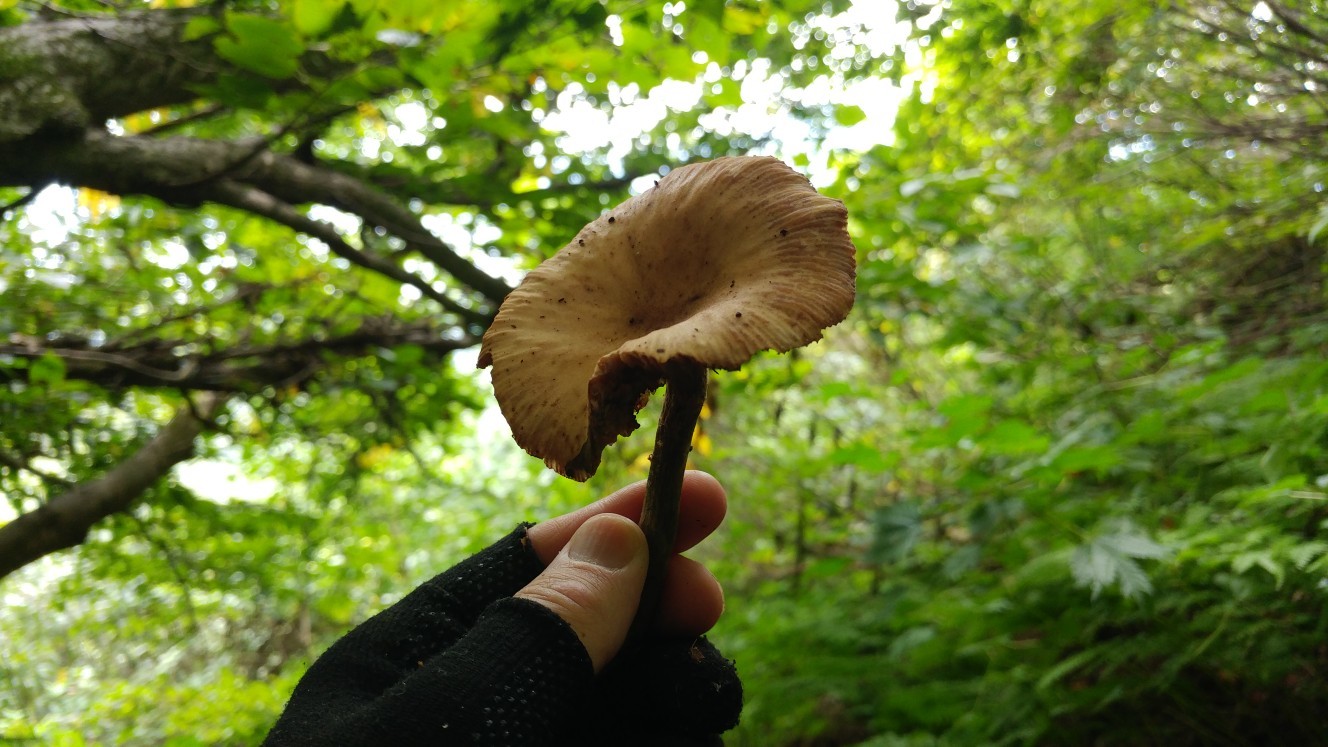 番外編で す キノコ取り 山道具のカスタマイズ Hiroさんの越後駒ヶ岳 八海山 荒沢岳の活動日記 Yamap ヤマップ