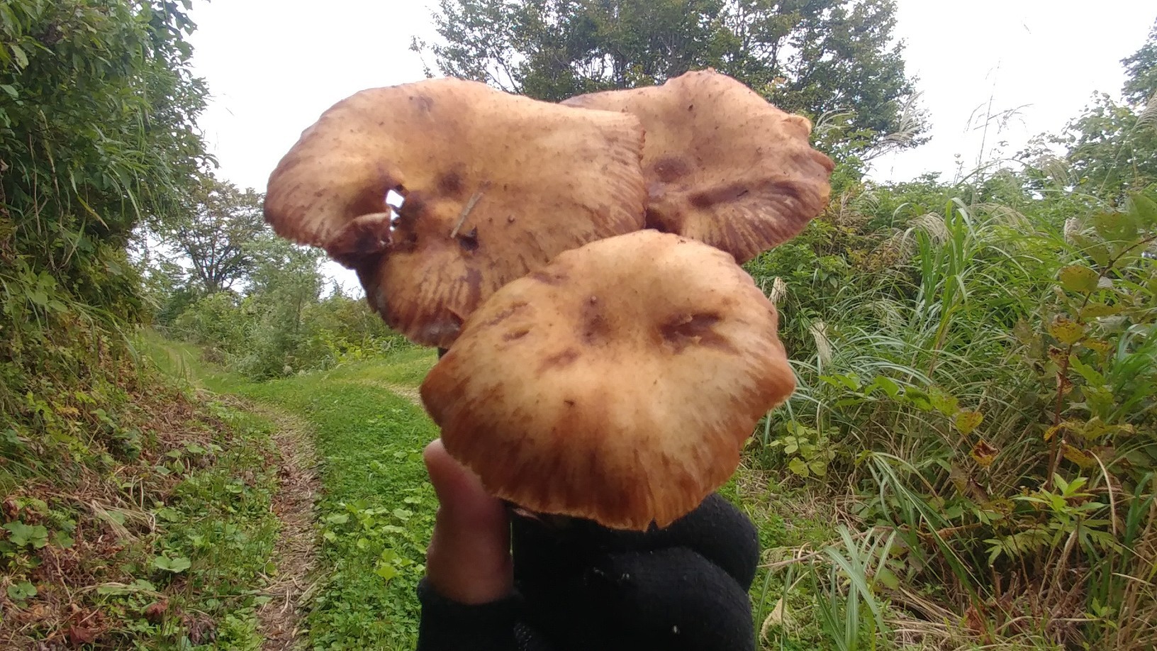 番外編で す キノコ取り 山道具のカスタマイズ Hiroさんの越後駒ヶ岳 八海山 荒沢岳の活動日記 Yamap ヤマップ