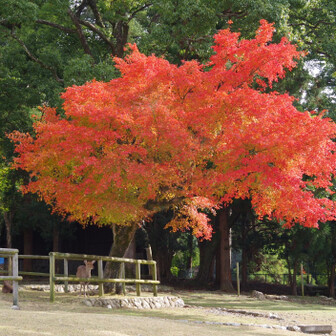 若草山・芳山・高円山 おーっ👍
この木はホントに素晴らしい‼️ので