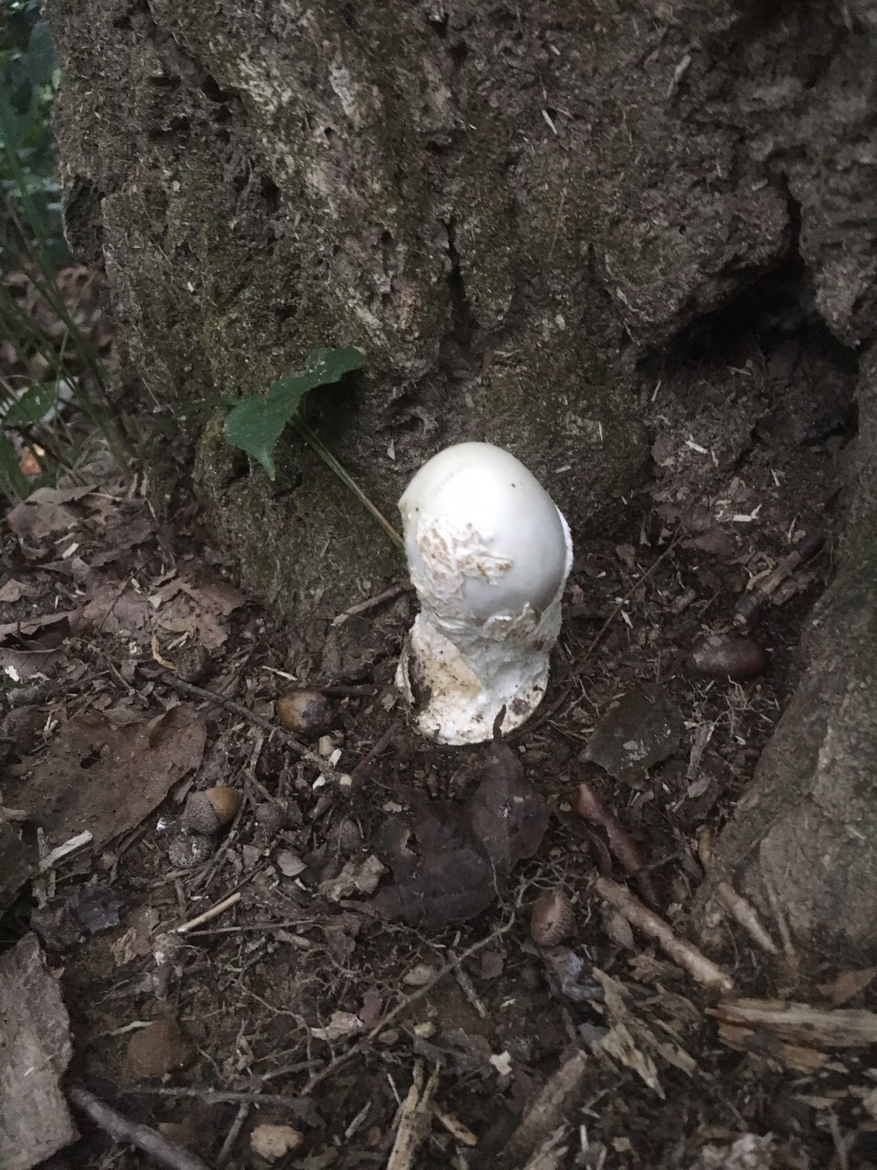 南高尾山稜からの高尾山 きのこ撮りハイク Aiさんの高尾山 陣馬山 景信山の活動日記 Yamap ヤマップ