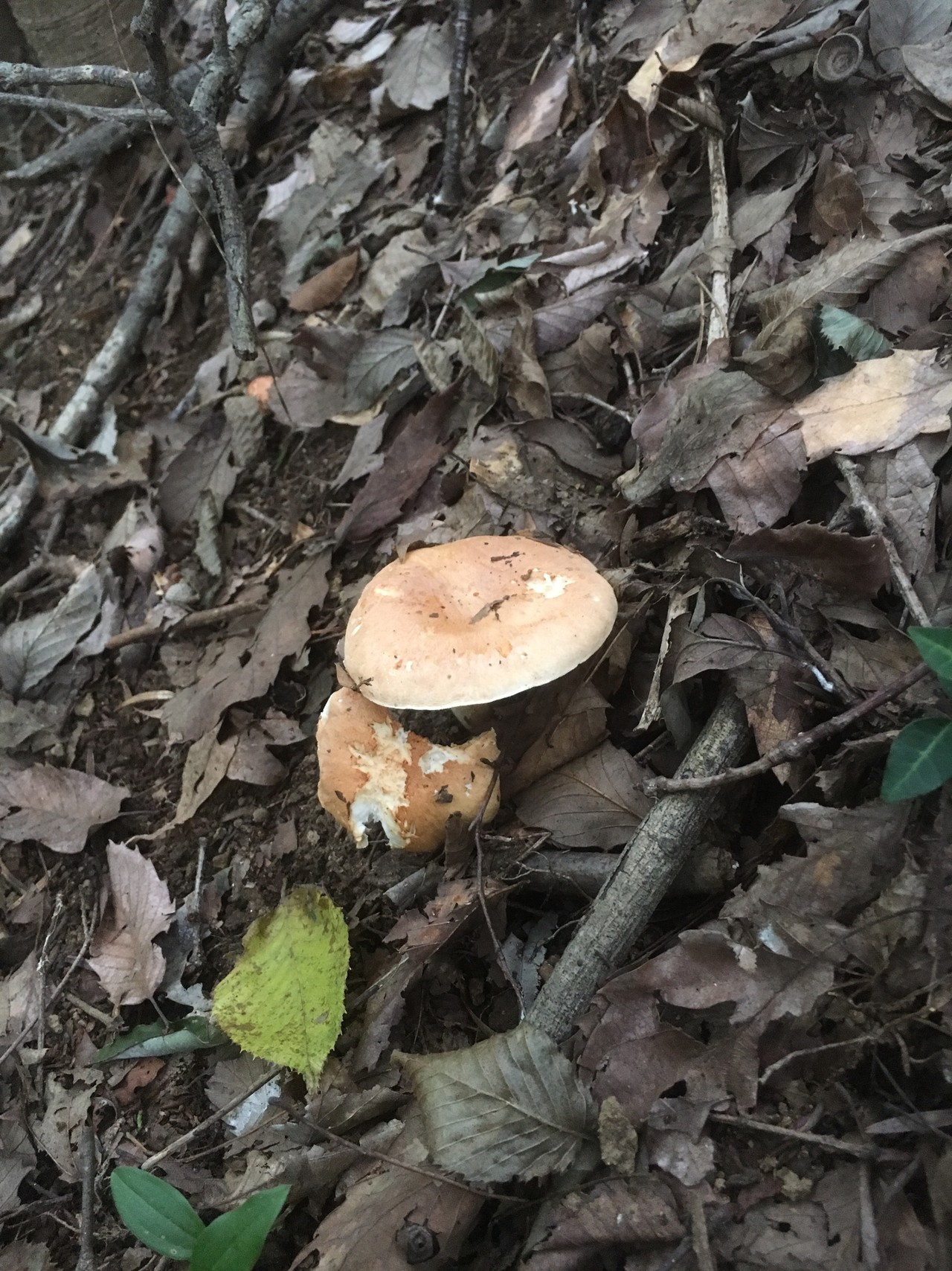 南高尾山稜からの高尾山 きのこ撮りハイク Aiさんの高尾山 陣馬山 景信山の活動日記 Yamap ヤマップ