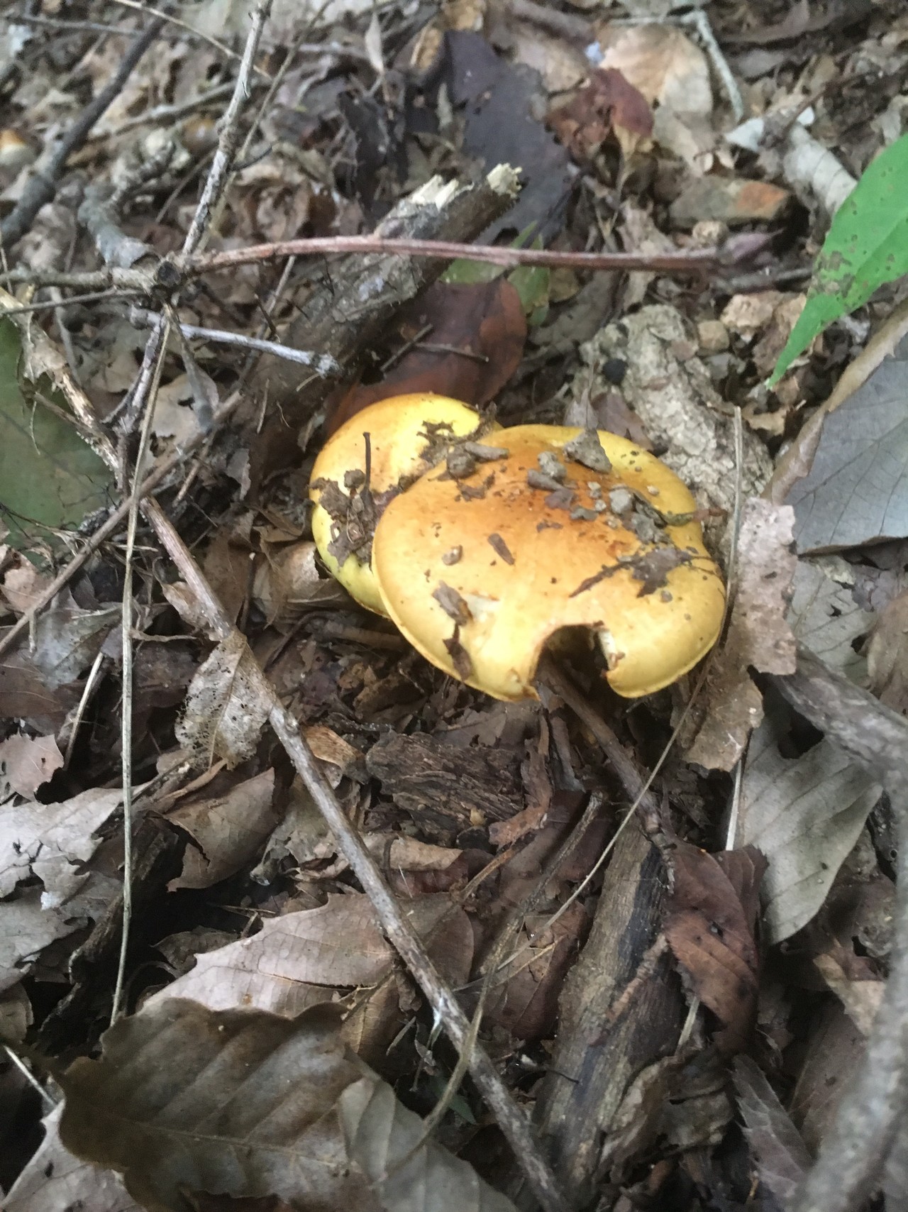 南高尾山稜からの高尾山 きのこ撮りハイク Aiさんの高尾山 陣馬山 景信山の活動日記 Yamap ヤマップ