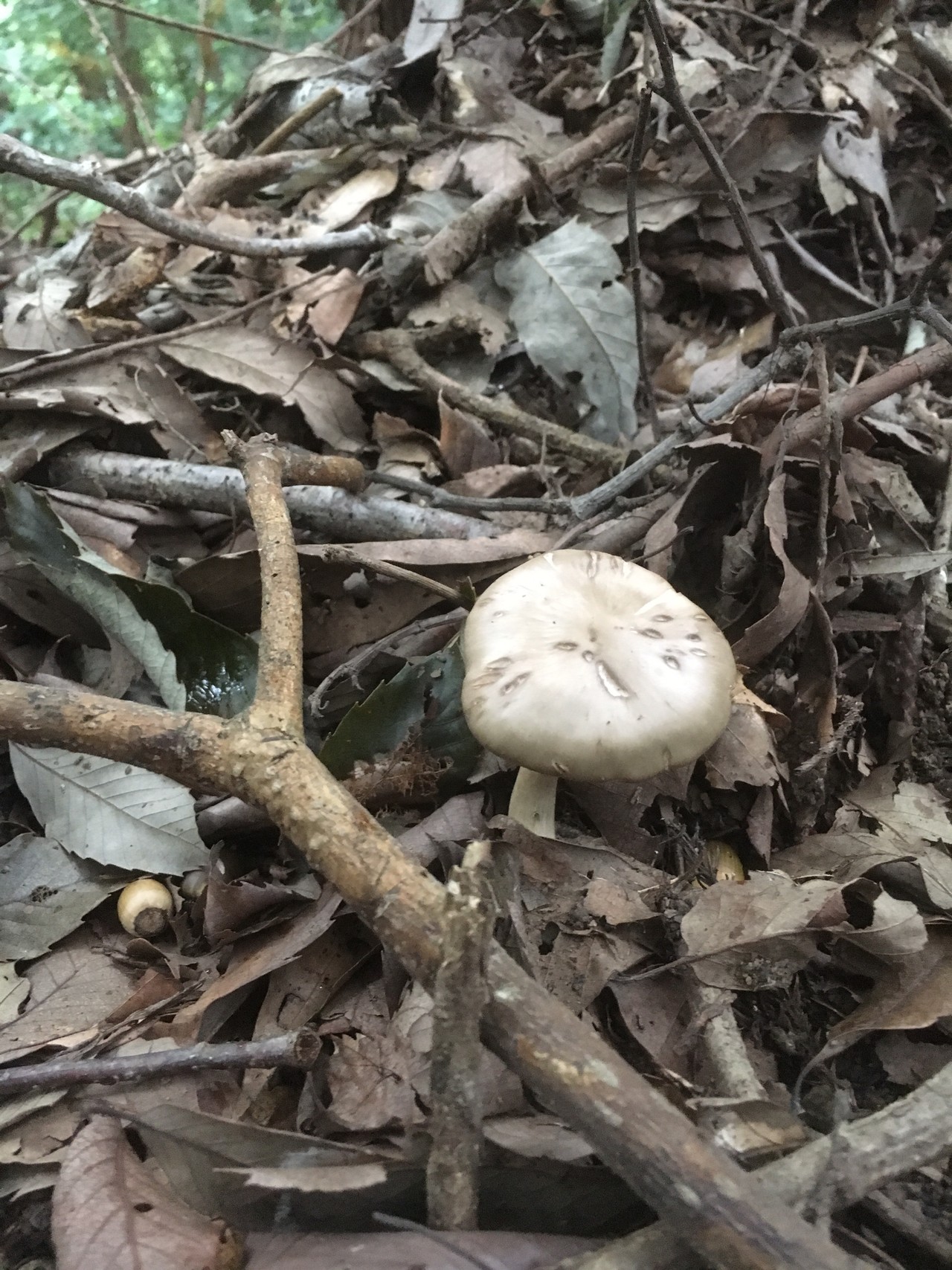 南高尾山稜からの高尾山 きのこ撮りハイク Aiさんの高尾山 陣馬山 景信山の活動日記 Yamap ヤマップ