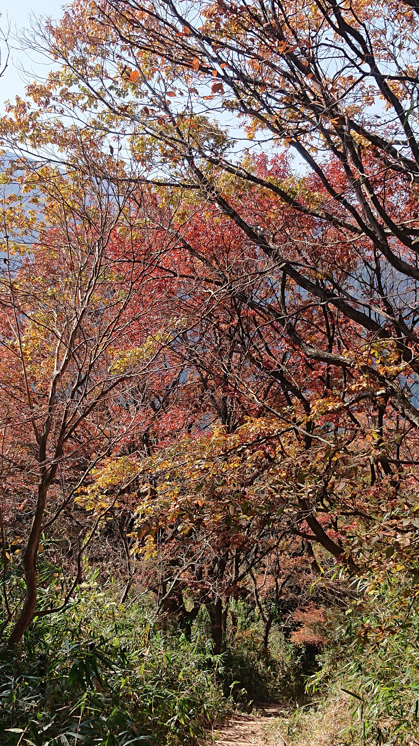 紅葉を見に 葛城山 金剛山 さっさんさんの金剛山 二上山 大和葛城山の活動データ Yamap ヤマップ