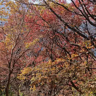 紅葉を見に 葛城山 金剛山 さっさんさんの金剛山 二上山 大和葛城山の活動データ Yamap ヤマップ
