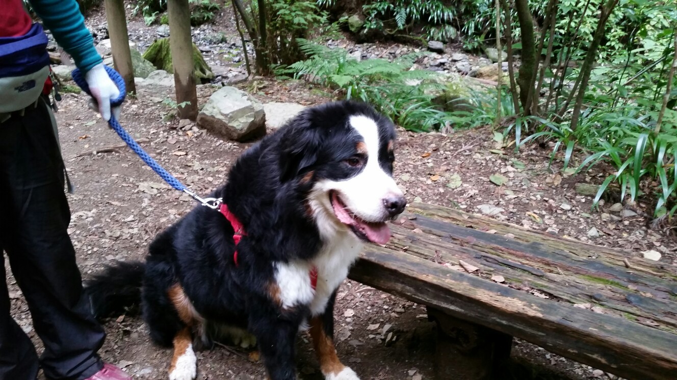 ワンコと一緒 １０月の高尾山 やまんばーさんの高尾山 陣馬山 景信山の活動データ Yamap ヤマップ