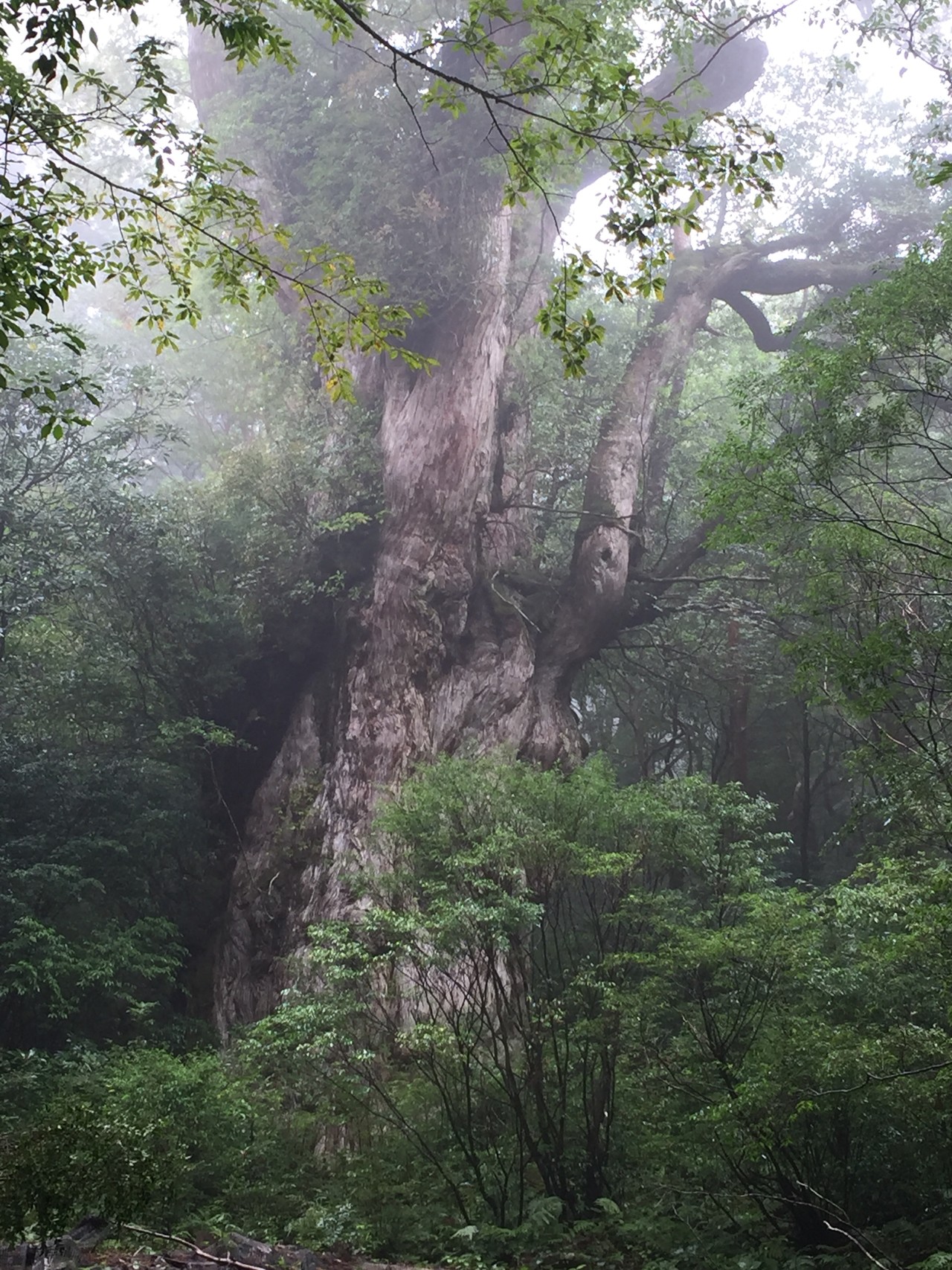 憧れの屋久島の旅 縄文杉トレッキング Porco Rossoさんの屋久島 宮之浦岳の活動データ Yamap ヤマップ