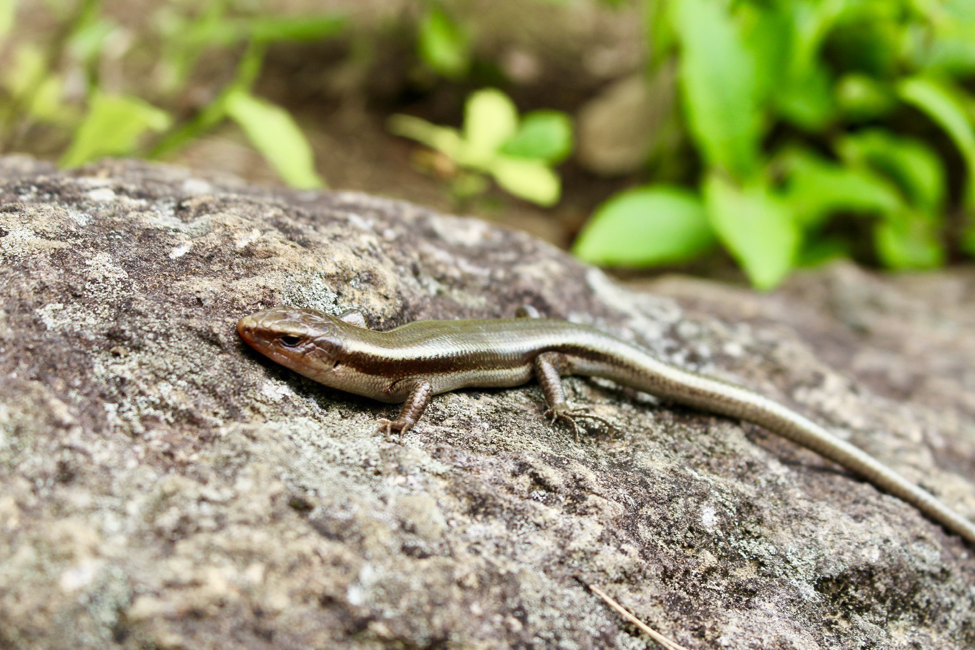 野生のニホントカゲが現れた O Yuzuさんの岩手山 黒倉山 鞍掛山の活動日記 Yamap ヤマップ