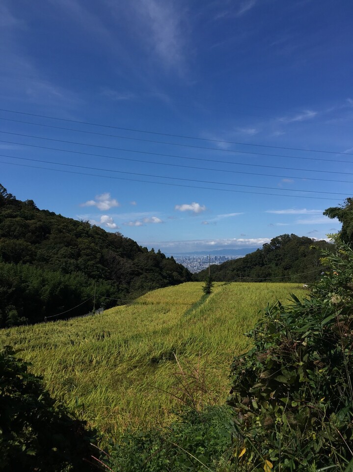枚岡公園 暗峠 リハビリハイキング 生駒山 神津嶽 大原山の写真8枚目 暗峠へ向かいます 稲穂も輝く Yamap ヤマップ