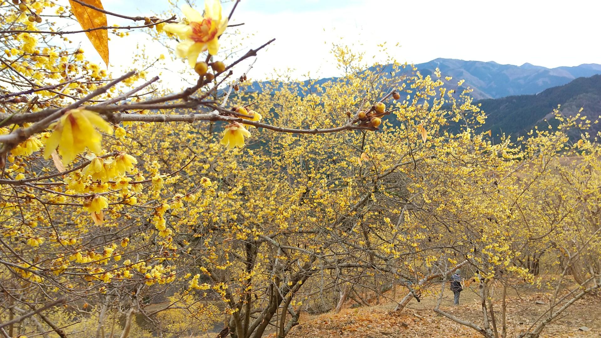 春は蝋梅の桜山 から いっけんさんさんの御荷鉾山 オドケ山 桐ノ城山の活動データ Yamap ヤマップ