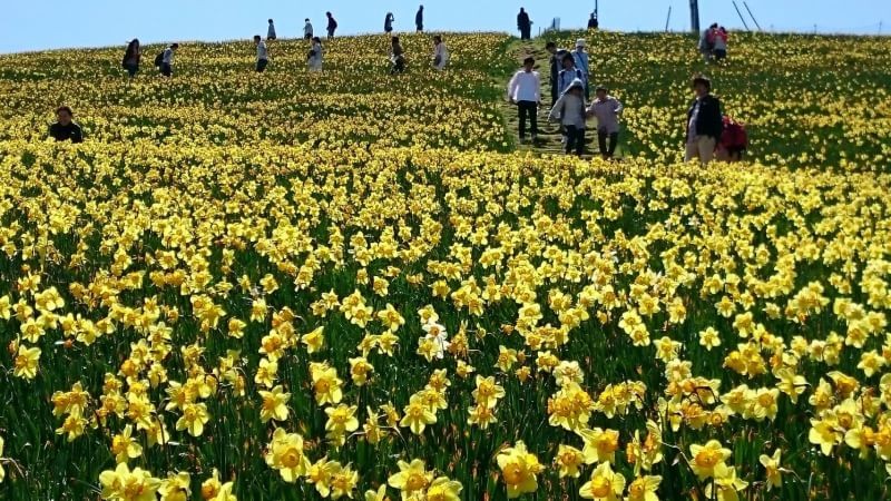びわ湖バレイの水仙 と琵琶湖テラス やっぴいさんの比良山地 武奈ヶ岳 釈迦岳の活動データ Yamap ヤマップ