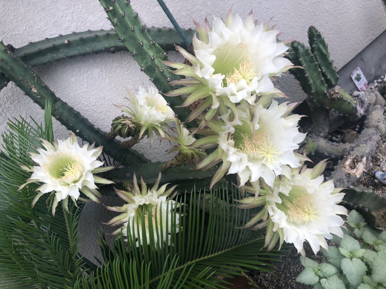 サボテンがめっちゃ花咲いてる カテリーニャしらきさんのモーメント Yamap ヤマップ