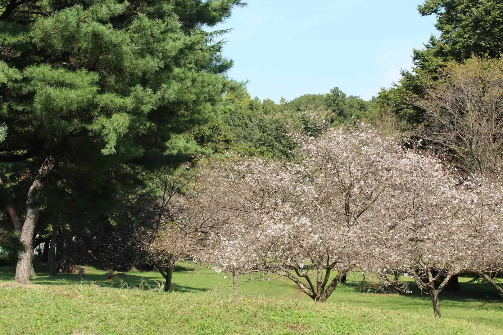十月桜を見に野川公園へサイクリング お花見 ぴえさんの北多摩の活動データ Yamap ヤマップ