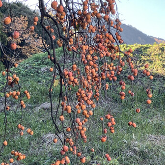 美味しそう🤤
でも、たぶん渋柿ですよね😅
今日もよき一日でした！