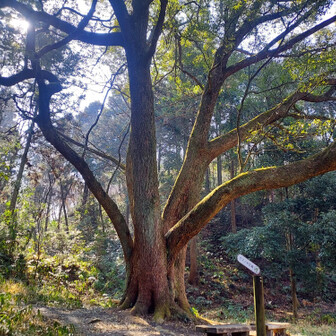 槇尾山（槙尾山）・和泉葛城山・神於山 クスノキ