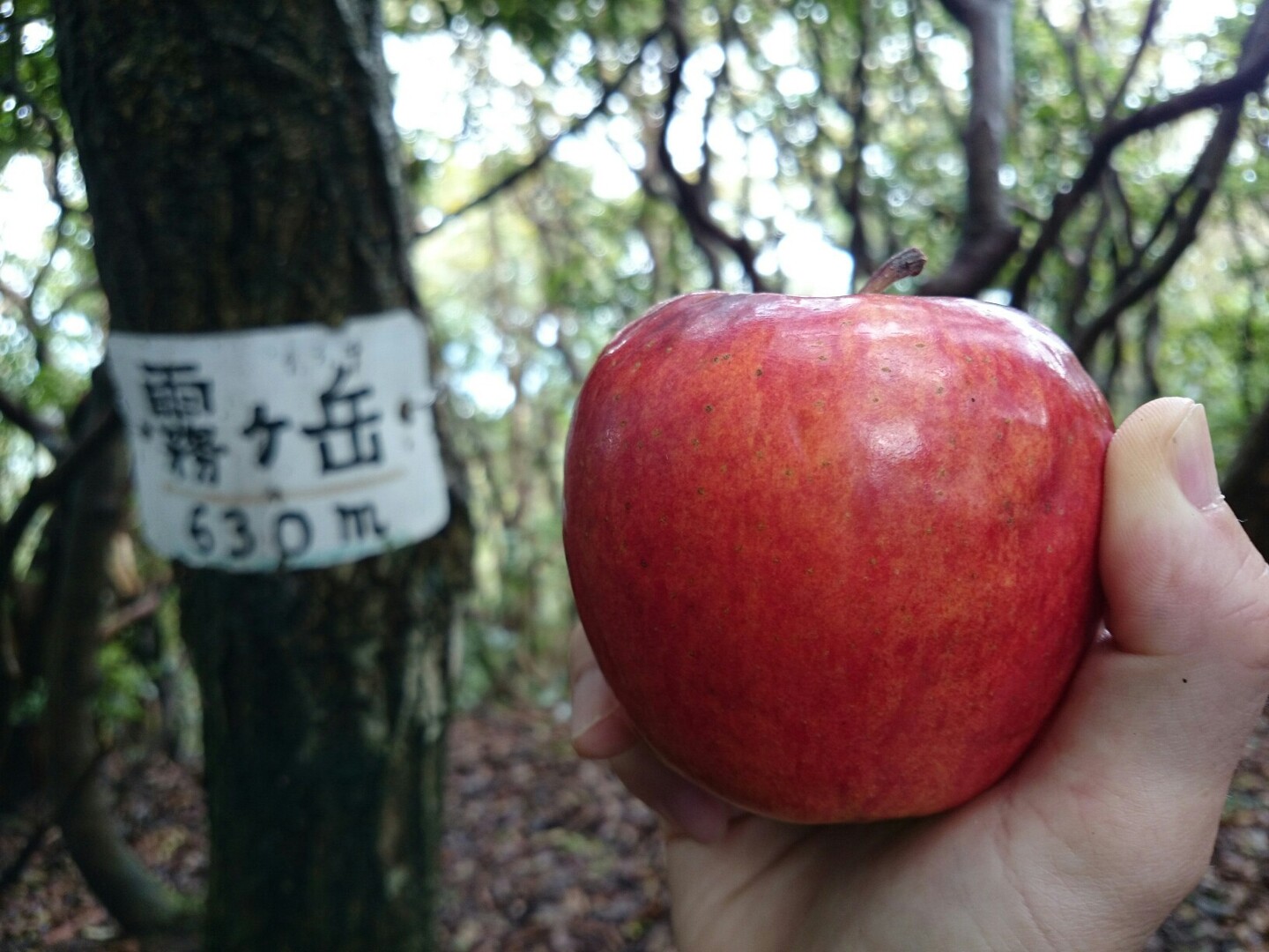 鈴鹿峠から安楽越へ県境縦走 ひろのすけさんの高畑山 那須ヶ原山 油日岳の活動日記 Yamap ヤマップ