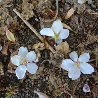 山頂には桜がありますが、もう終わりかけ、足もとには名残の花が。