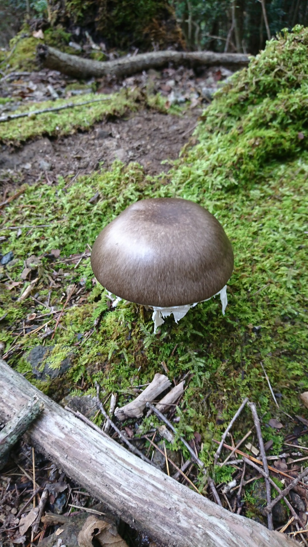 初秋の半国山 牛つなぎ広場はいずこ Omiさんの半国山の活動日記 Yamap ヤマップ