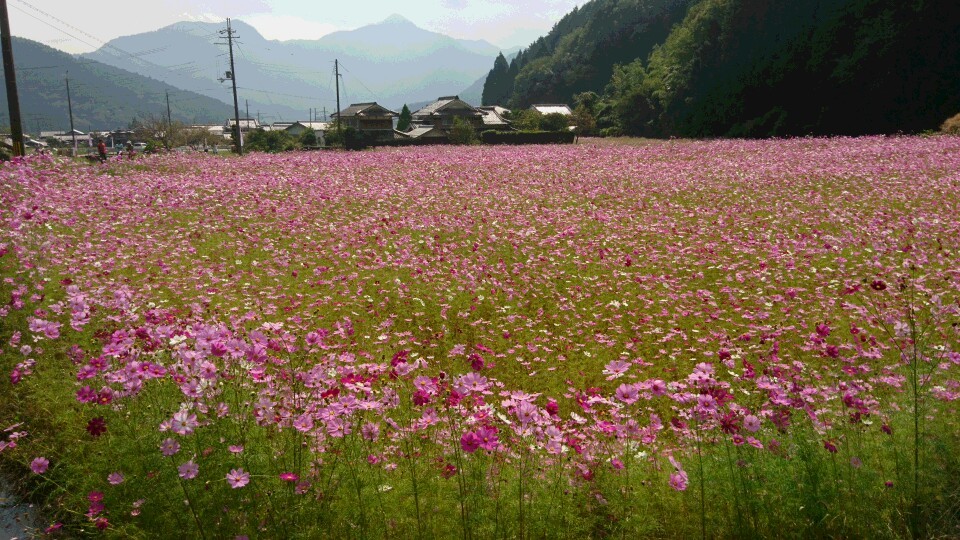秋桜 コスモス畑 氷上町清住 達身寺 ウォーキング 富士さんの向山 丹波市 清水山の活動データ Yamap ヤマップ