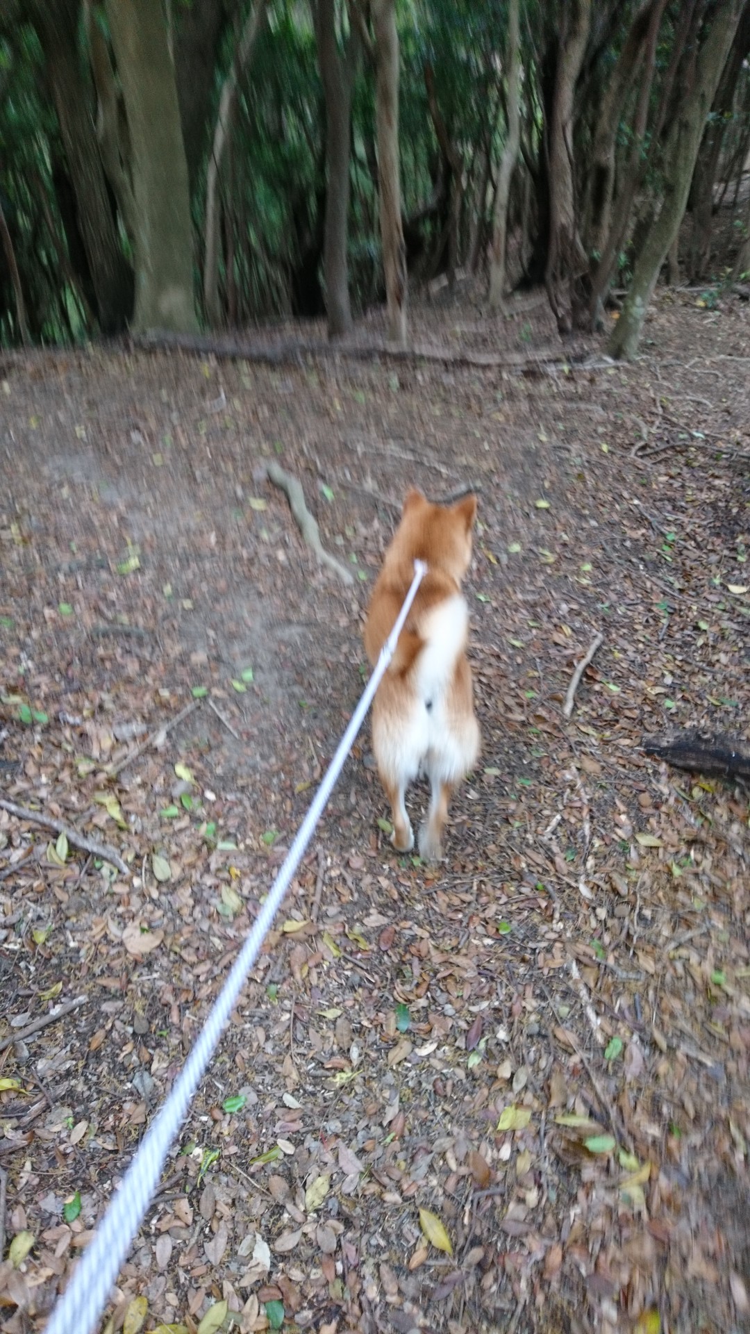 05 05 鍛冶ヶ峯 日本犬の猟能本能目覚める ももはる三号さんの四国遍路その2の活動日記 Yamap ヤマップ