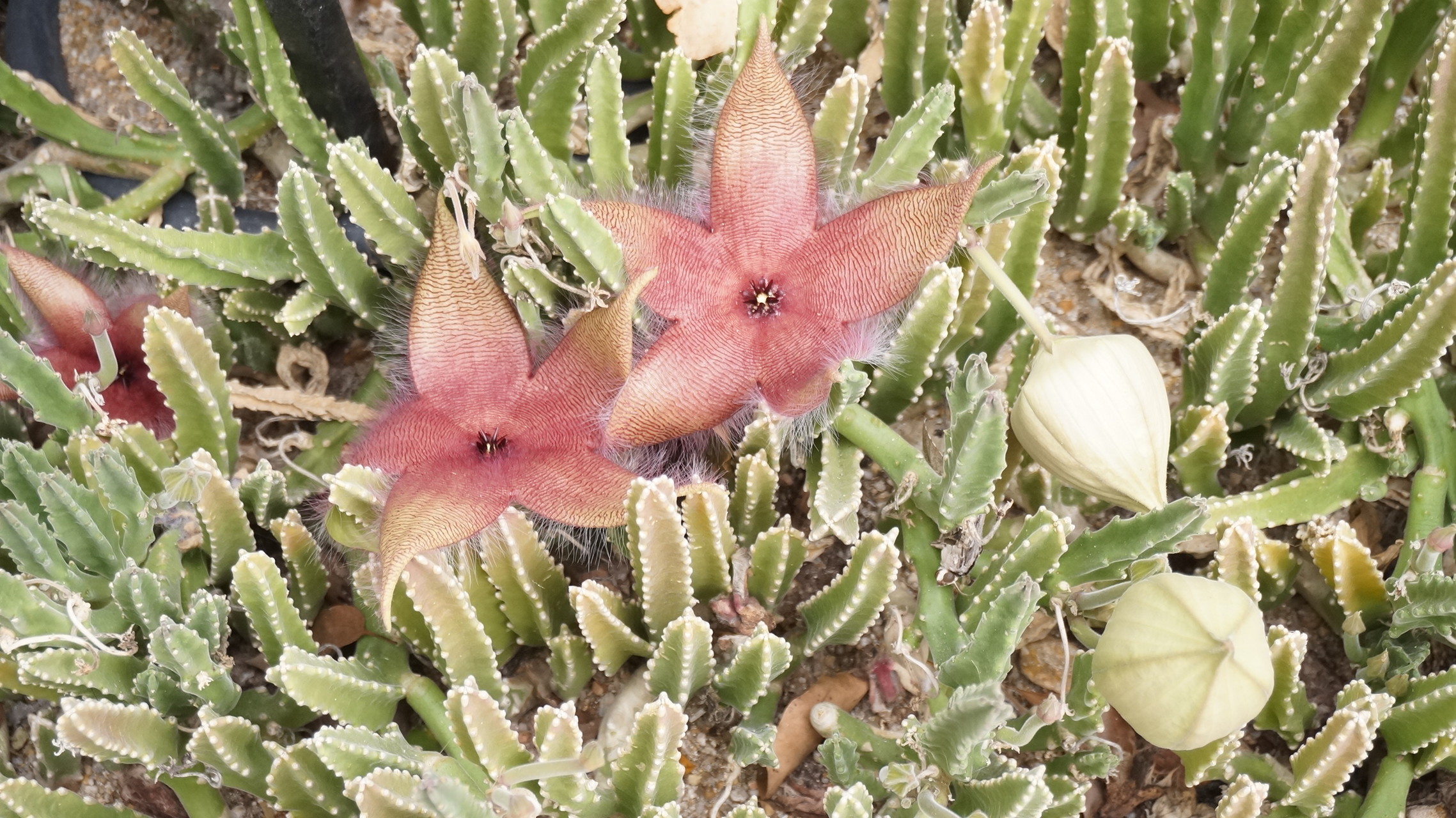 福岡市植物園まで散歩 Masahiro さんの 公式 福岡市 防災情報含む の活動日記 Yamap ヤマップ