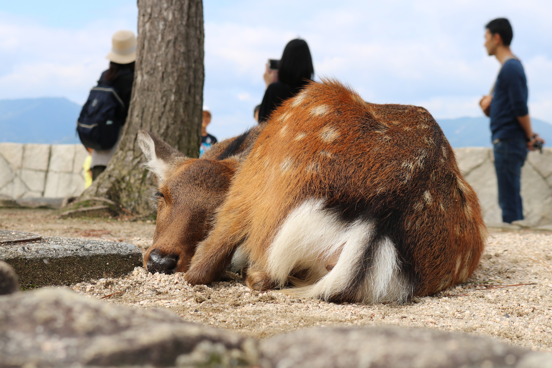 あきの宮島 閲覧注意画像あり アサギマダラさんの宮島 厳島 弥山の活動データ Yamap ヤマップ