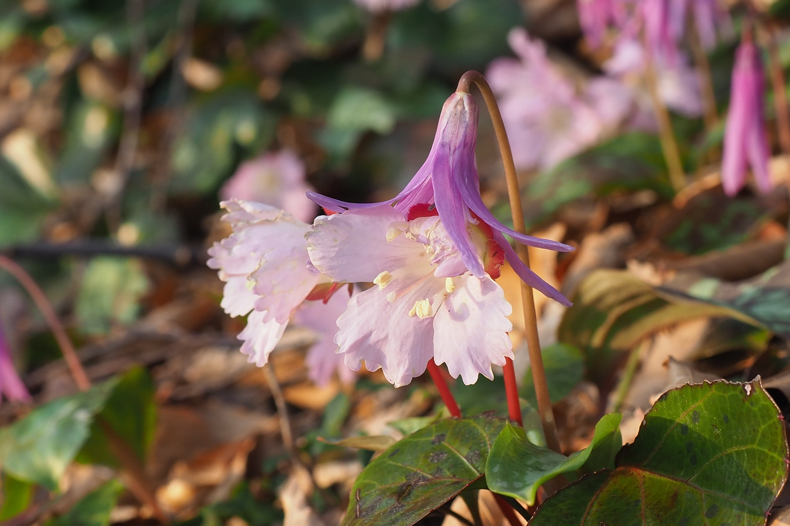 木六山・銀次郎山 たべられ草