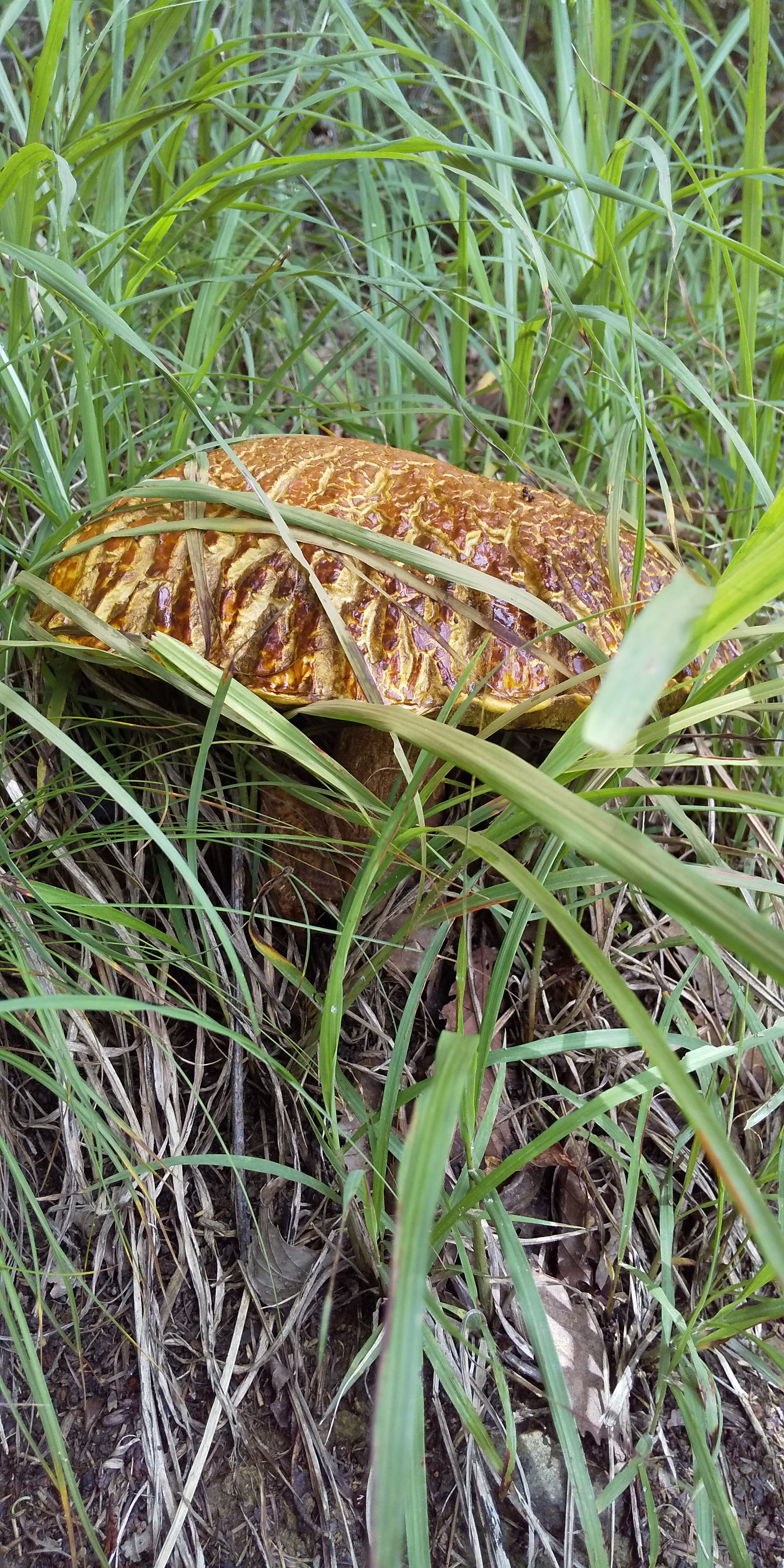 棚横手山と甲州高尾山 Satono Imokoさんの甲州高尾山 山梨県甲州市 高宕山 源次郎岳の活動データ Yamap ヤマップ