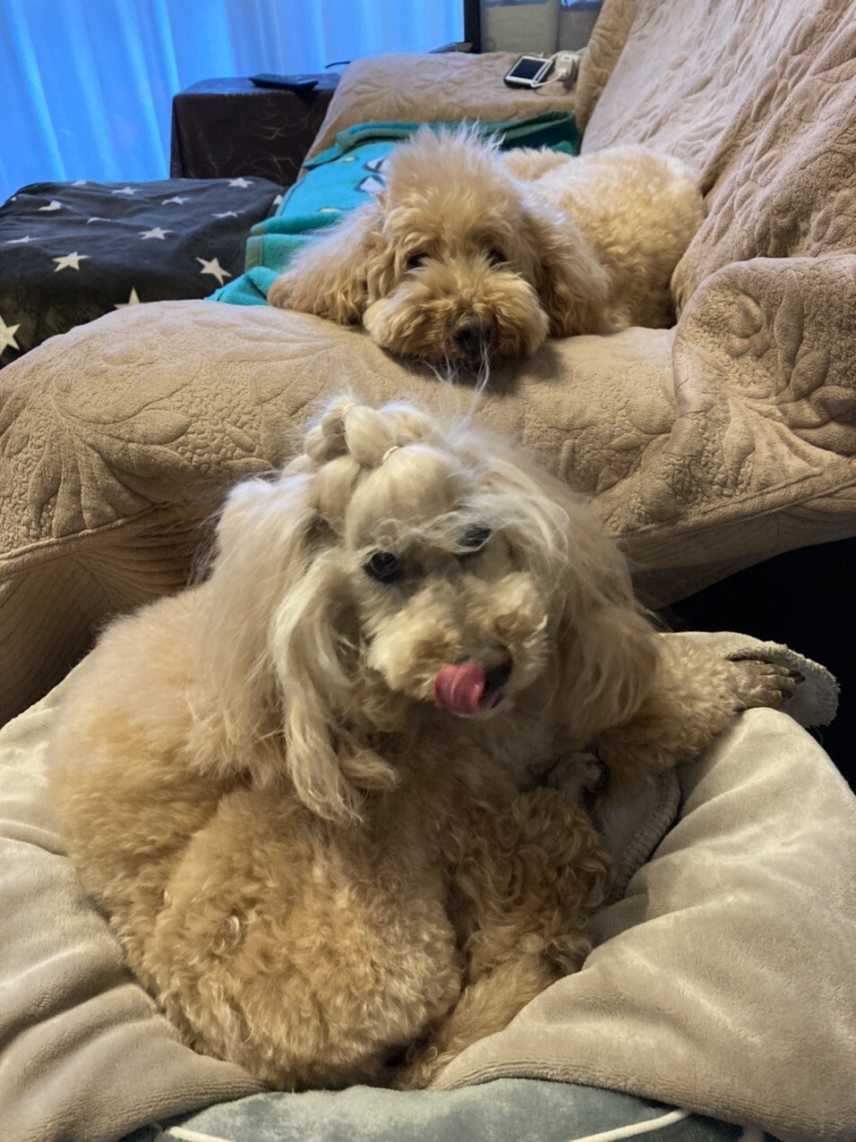 シャムーのページ YAMAP / ヤマップ