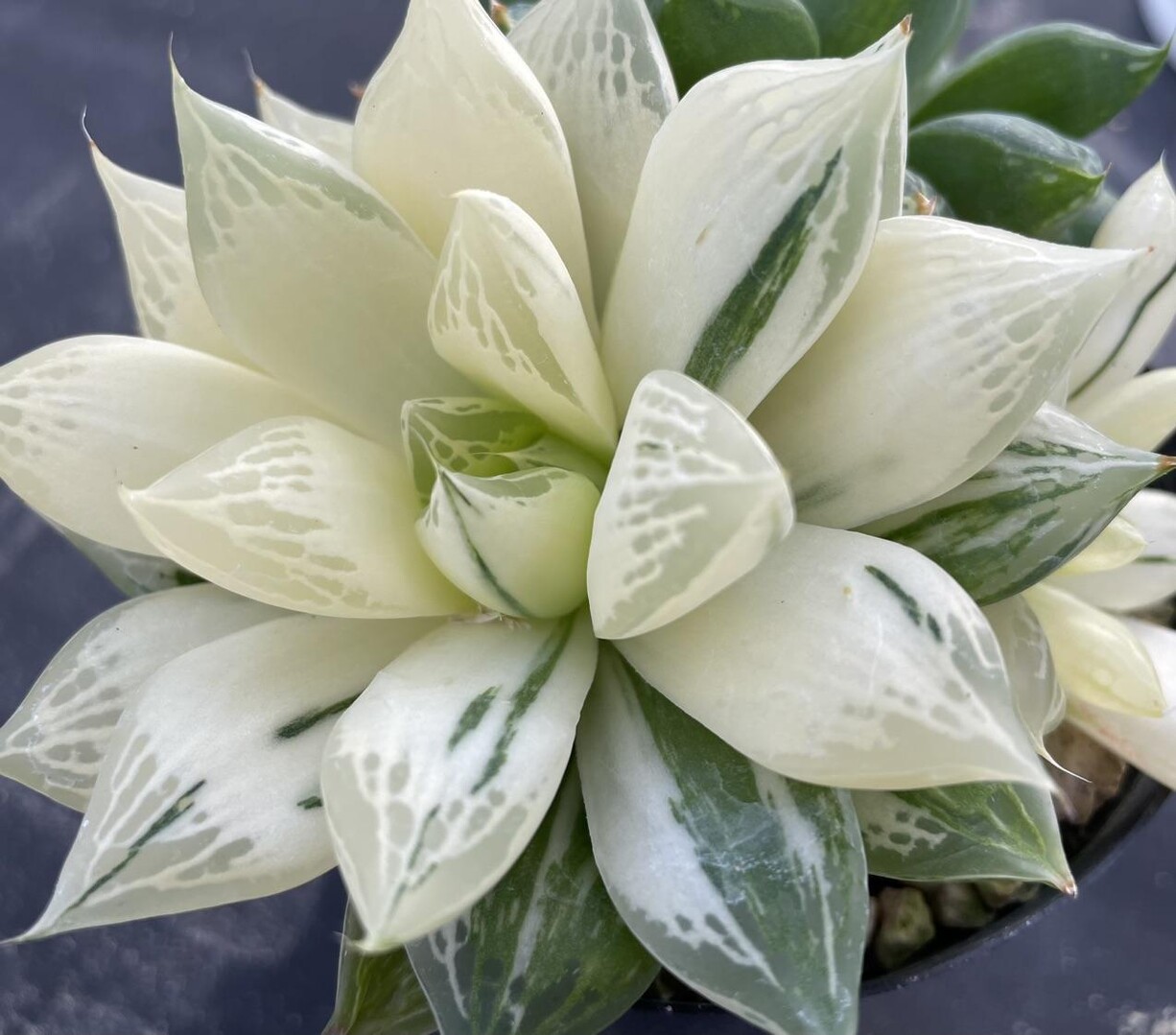 うずまきのページ YAMAP / ヤマップ