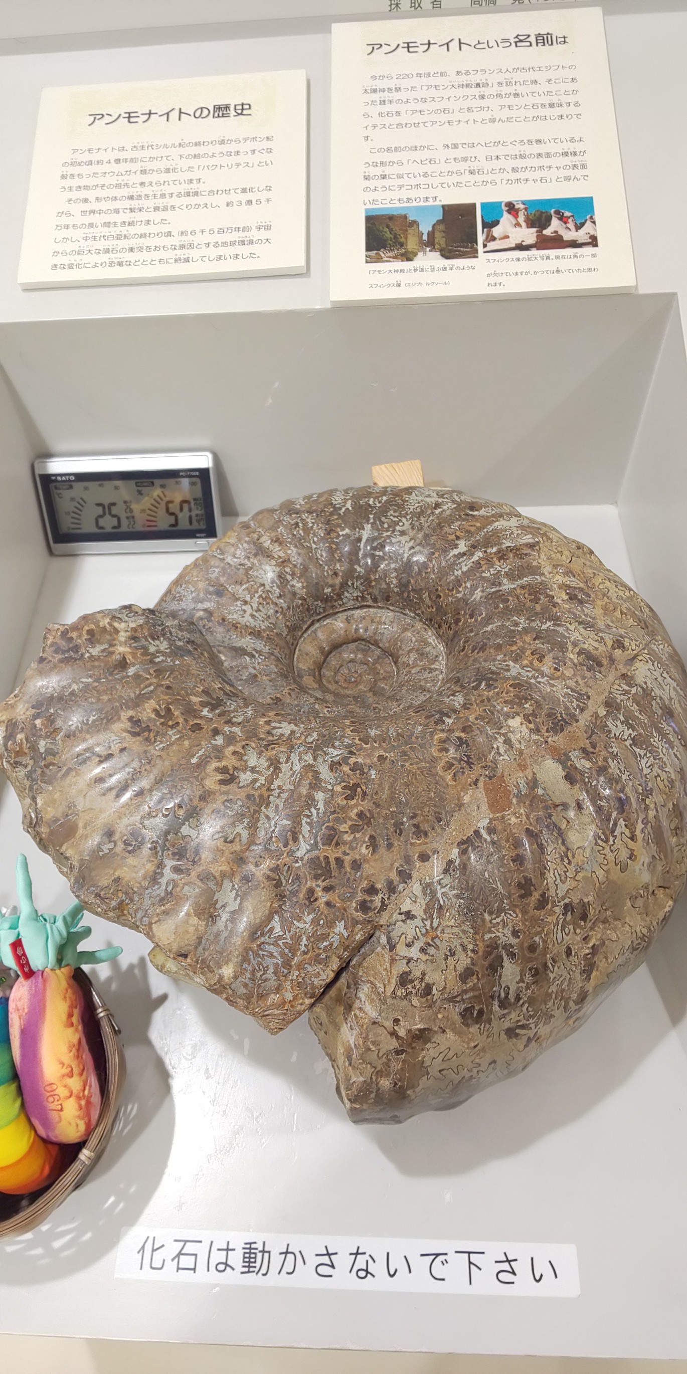 火曜どうでしょう ツヨシさんの札幌市の活動日記 Yamap ヤマップ