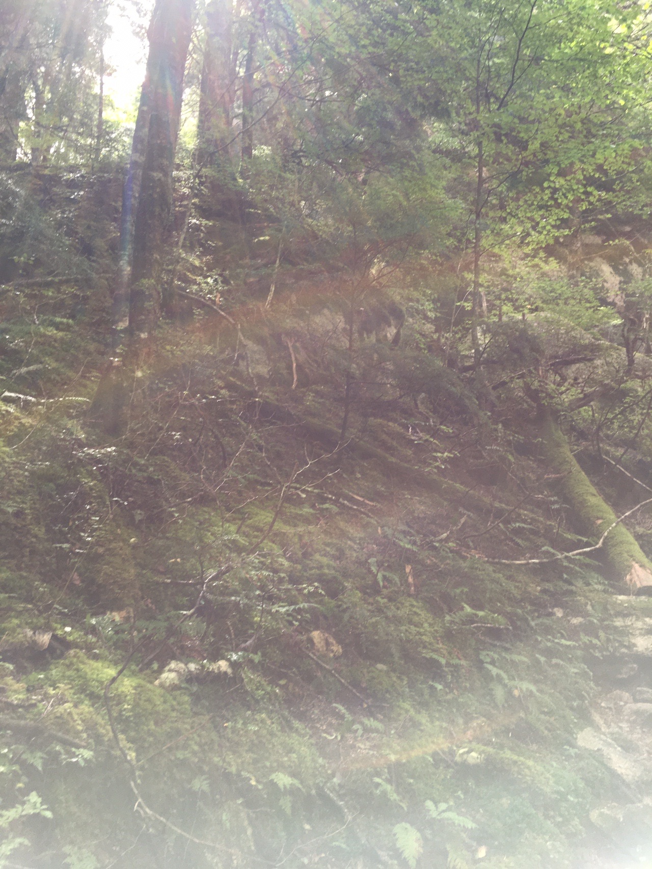 瑞牆山 瑞牆山自然公園周回コース Yoshiさんの瑞牆山 金峰山の活動データ Yamap ヤマップ