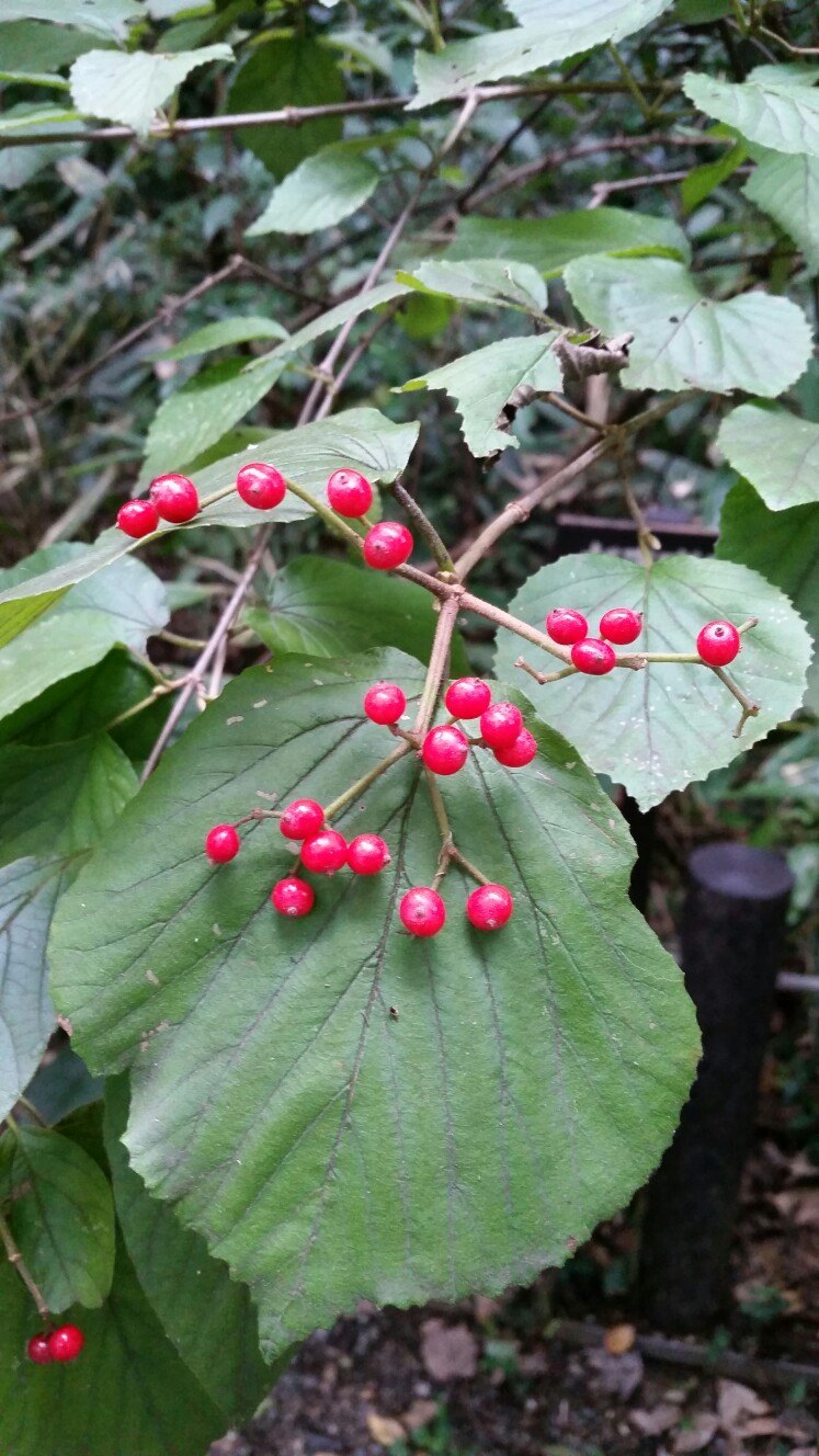 赤い実みーつけた 自然教育園 やまんばーさんの東京都23区 南エリアの活動日記 Yamap ヤマップ