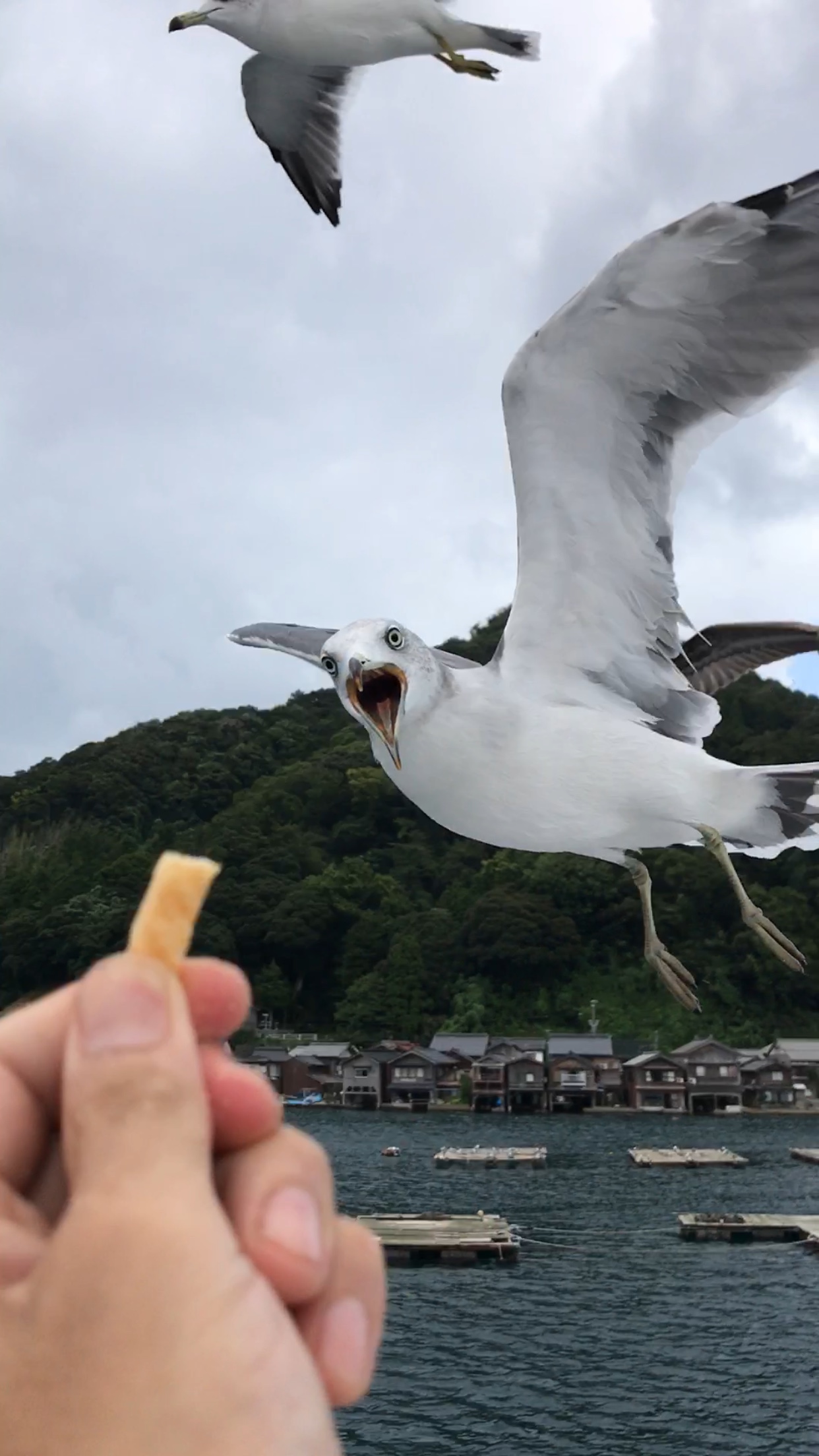 伊根の舟屋群でカモメの嵐 社長aさんの山陰海岸ジオパーク 京丹後エリア 東の活動日記 Yamap ヤマップ