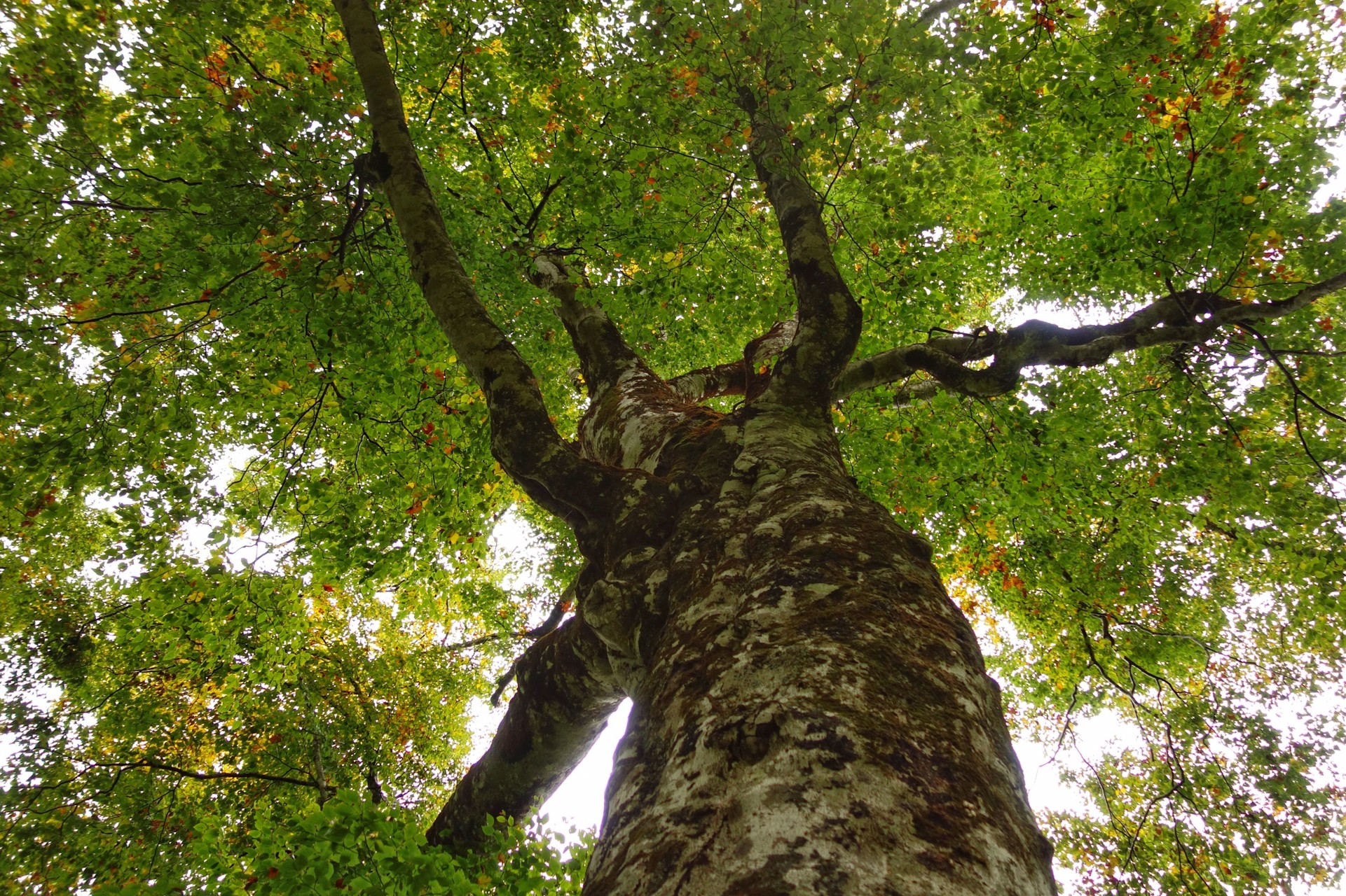 白神山地 マザーツリー Diego7さんの高倉森の活動データ Yamap ヤマップ
