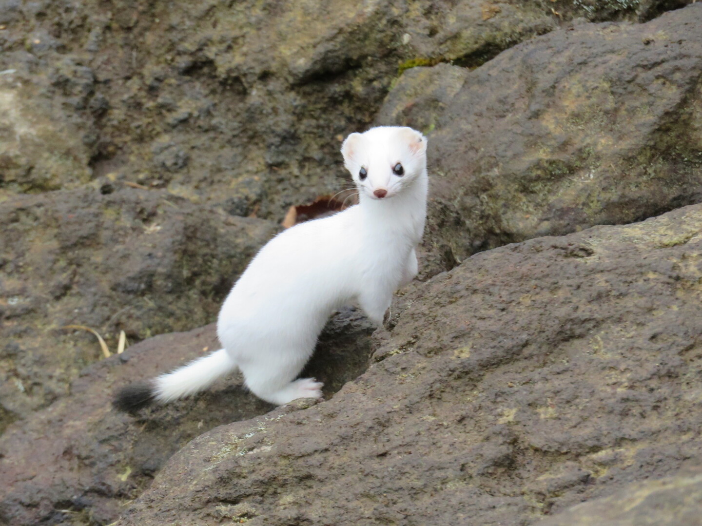 秋田駒ヶ岳 浄土平 男女岳 男岳 横岳 焼森 そしておまけ付 金山さんの秋田駒ヶ岳 男女岳 貝吹岳の活動日記 Yamap ヤマップ