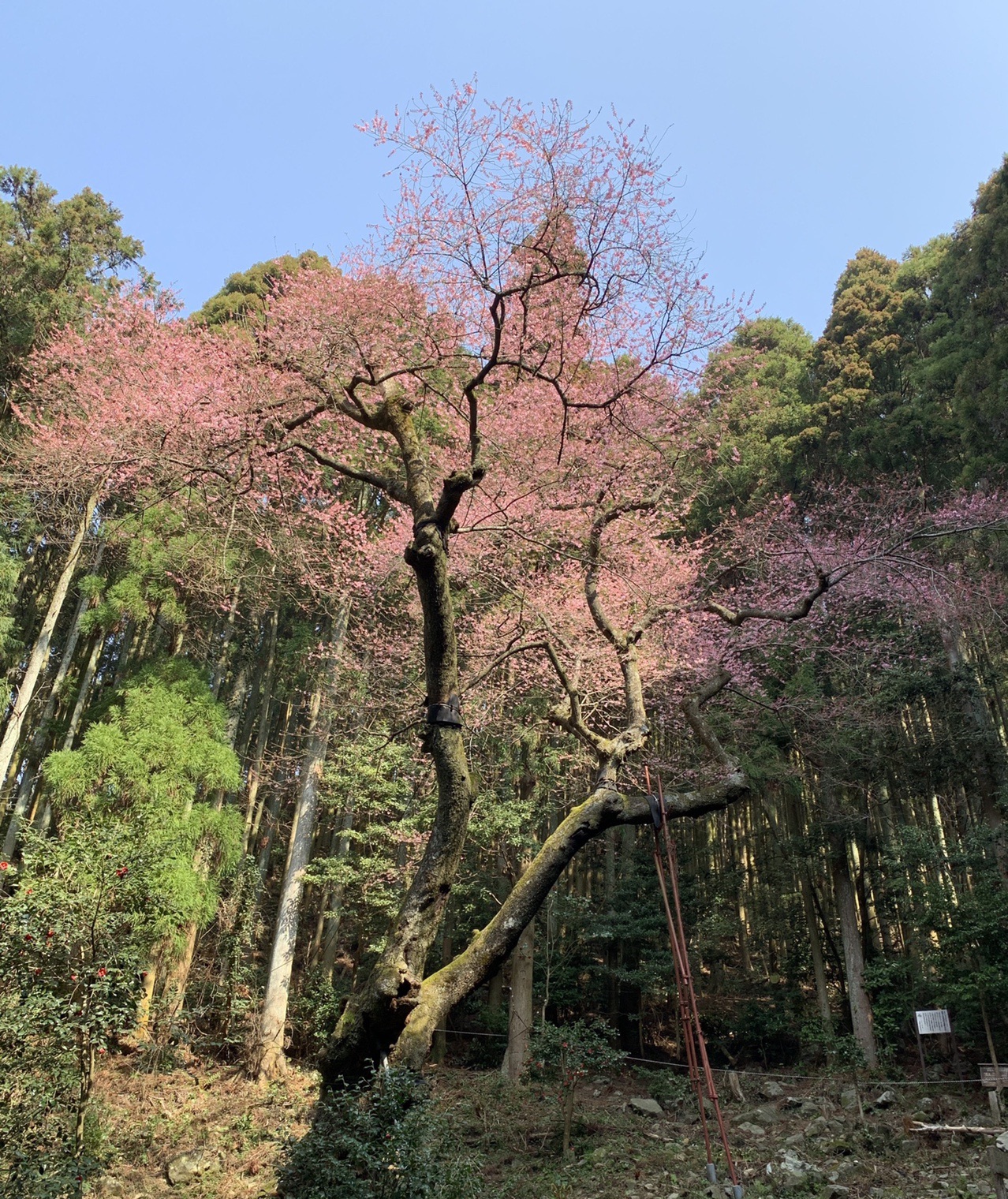 福智山 虎尾桜 鷹取山 水仙 りんちゃんさんの福智山 尺岳 雲取山の活動データ Yamap ヤマップ