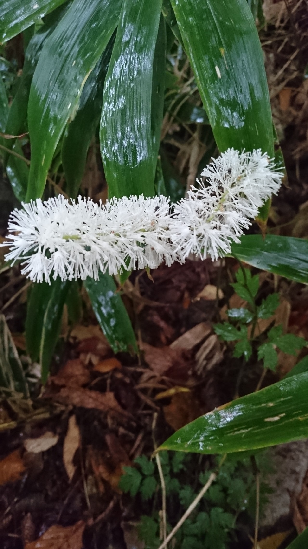 高賀山と鮎づくし たぽさんの高賀山 瓢ヶ岳 片知山の活動日記 Yamap ヤマップ