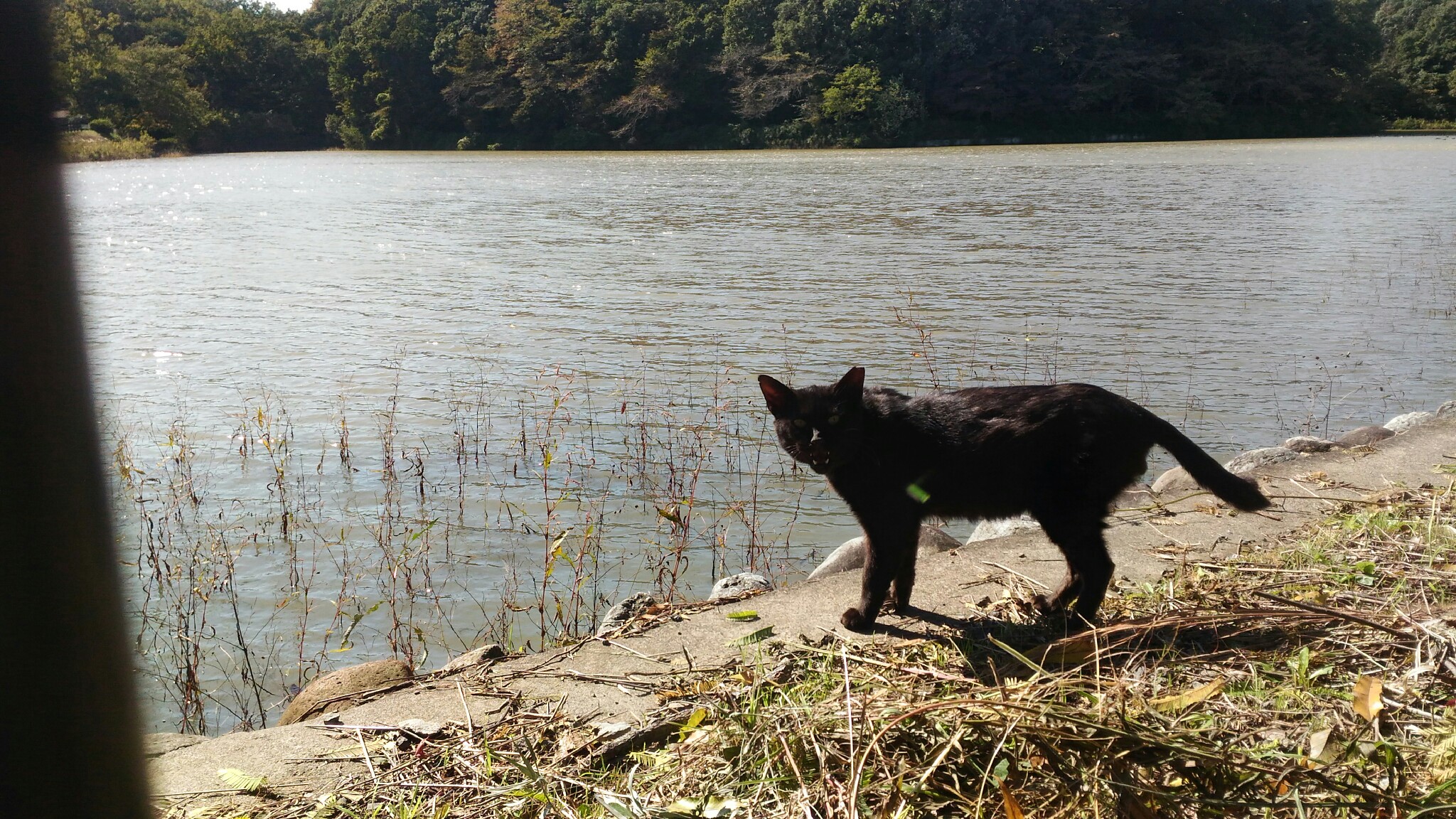 吉見観音 八丁湖 ポンポン山 Andyさんの熊谷市の活動データ Yamap ヤマップ