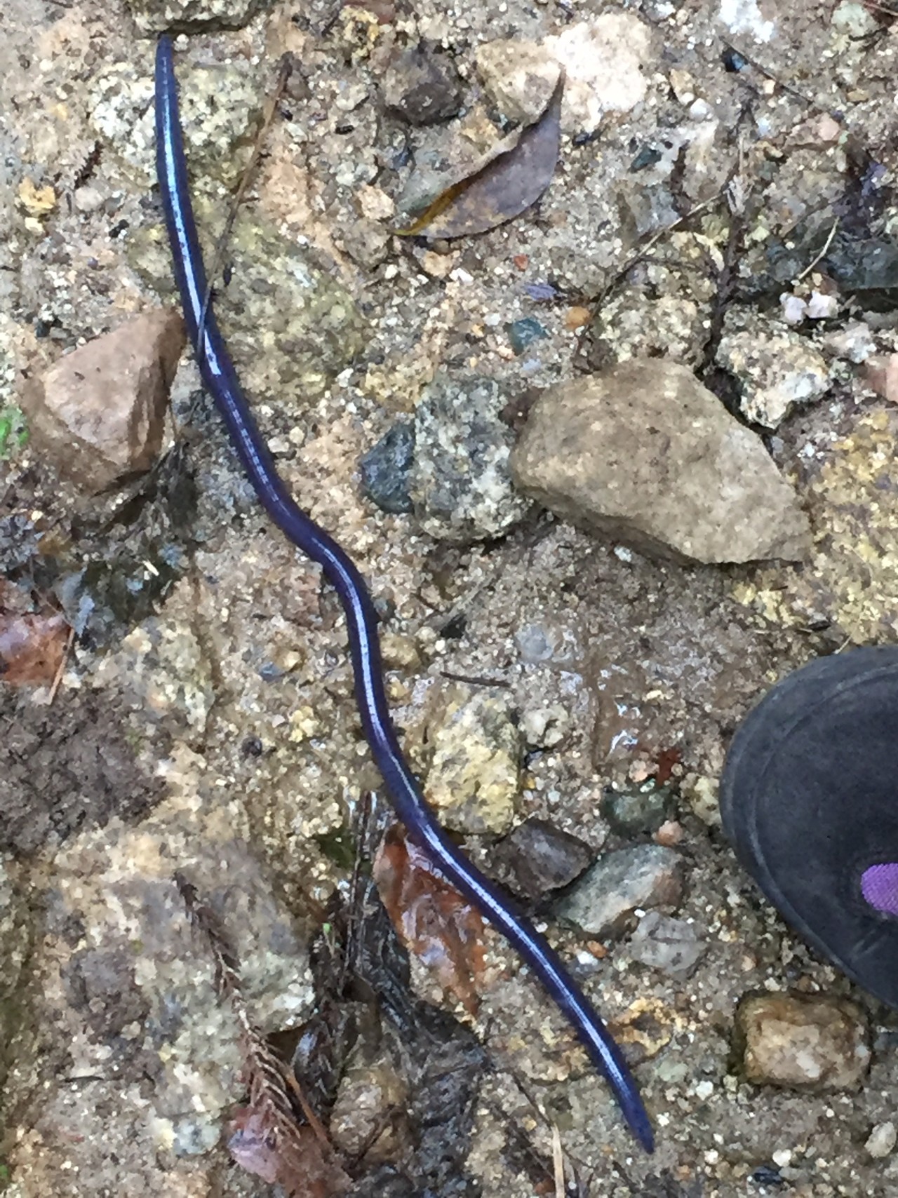 千振 センブリ に会いに とっこさんの宝満山 三郡山 若杉山の活動日記 Yamap ヤマップ