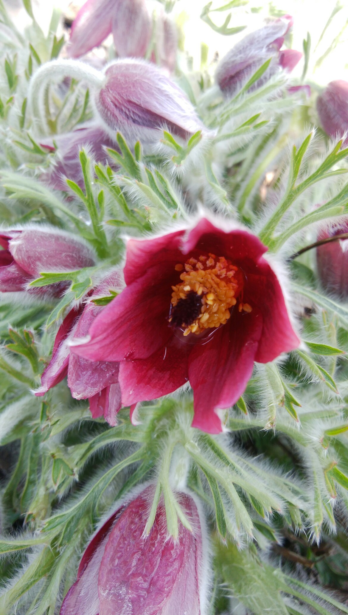 オキナグサ 神成山 まふさんの大桁山 鍬柄岳 御堂山の活動データ Yamap ヤマップ