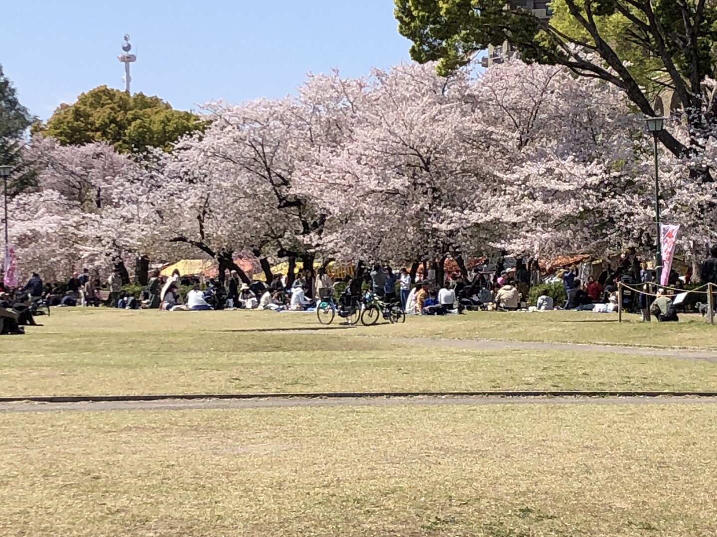 鶴舞公園 名古屋駅 19 04 09 グレープさんの名古屋市の活動日記 Yamap ヤマップ