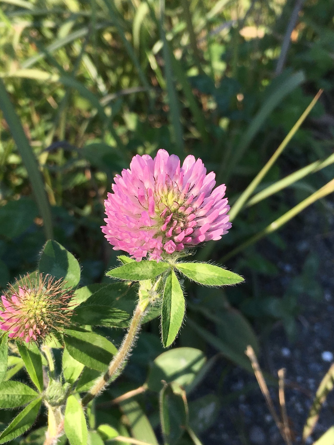 ポンポン山系 花しらべ 11月 やまたいらさんのポンポン山 京都府 釈迦岳 小塩山 若山の活動日記 Yamap ヤマップ