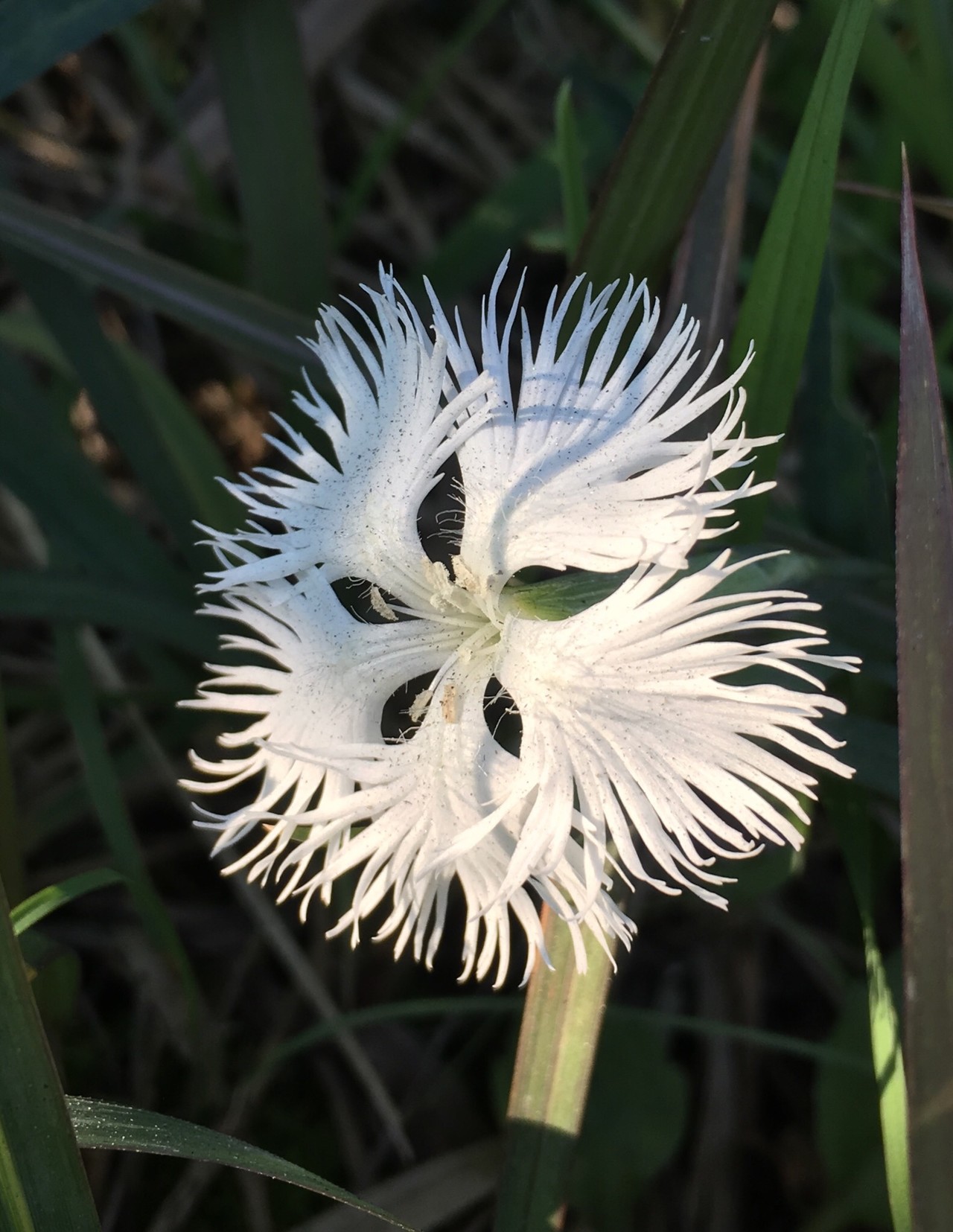 ポンポン山系 花しらべ 11月 やまたいらさんのポンポン山 釈迦岳 小塩山 若山の活動日記 Yamap ヤマップ